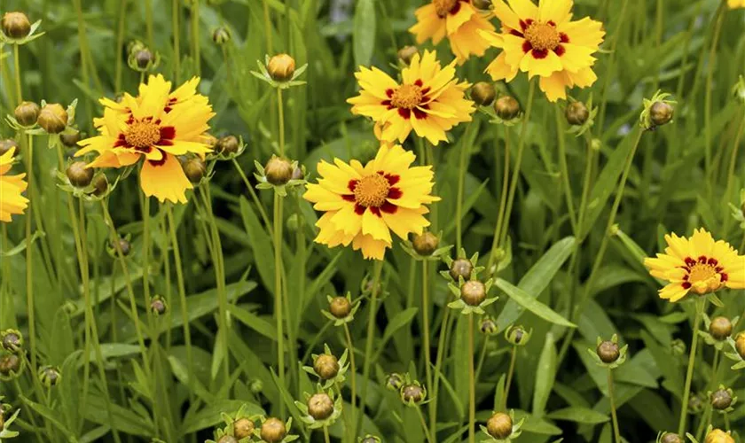 Kleines Garten-Mädchenauge 'Walter'