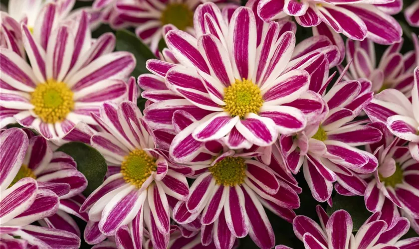 Chrysanthemum indicum 'Artist Armin'