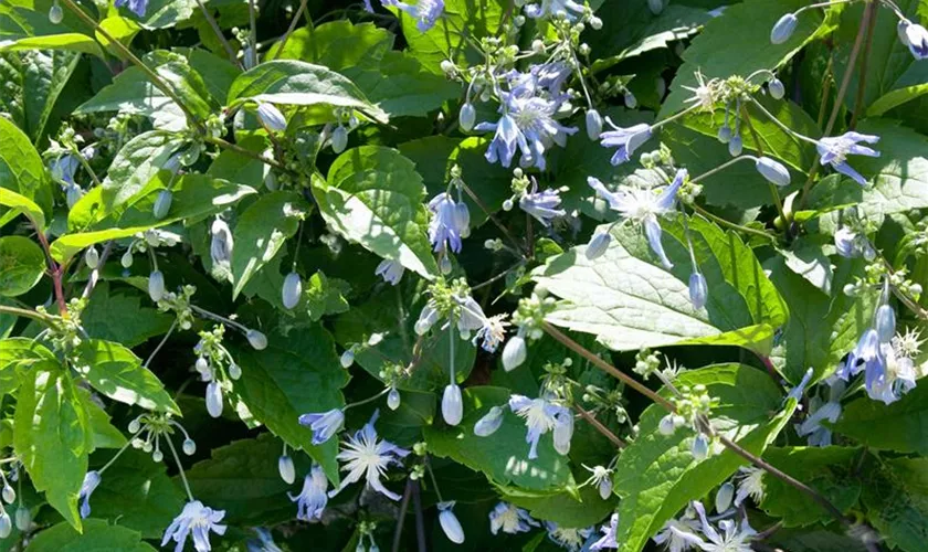 Alpen-Waldrebe 'Burford White'