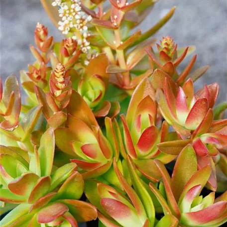 Crassula capitella 'Campfire'