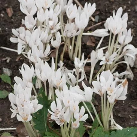 Colchicum autumnale 'Album'