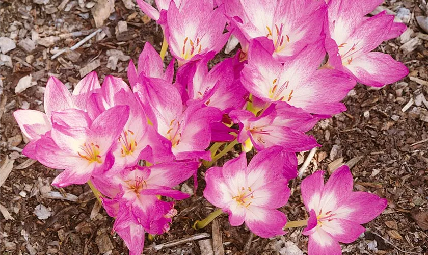 Colchicum cilicicum 'Purpureum'