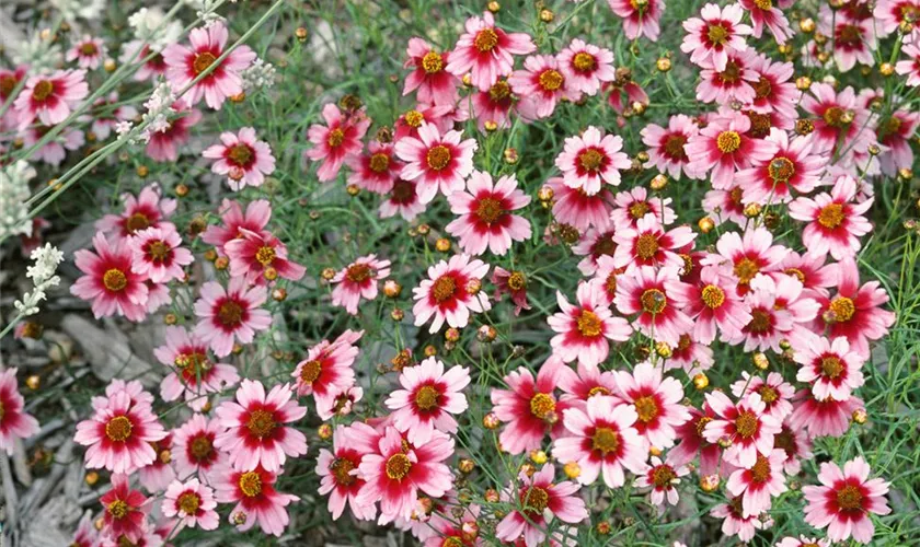 Coreopsis rosea