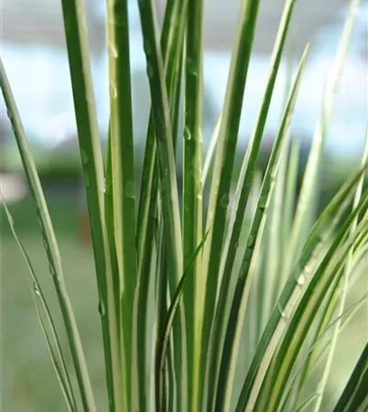 Diese Arbeiten sind jetzt im Garten noch nötig