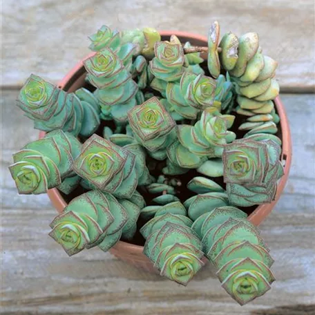 Crassula 'Moonglow'