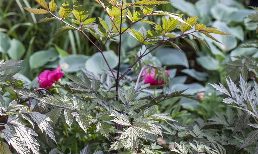 Cimicifuga ramosa 'Pink Spike'