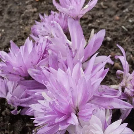 Colchicum speciosum