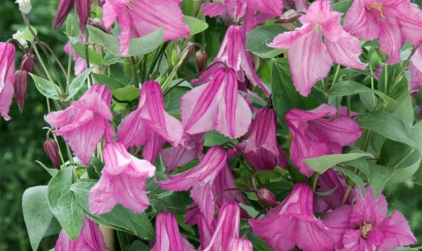 Clematis integrifolia 'Amelia'