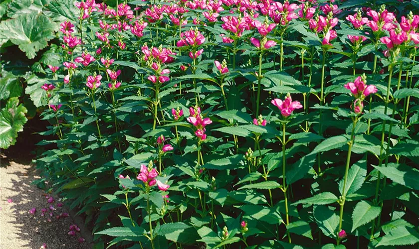 Garten-Schlangenkopf 'Hot Lips'