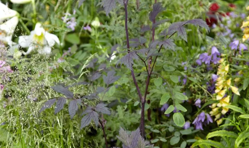 Garten-Oktober-Silberkerze 'Armleuchter'