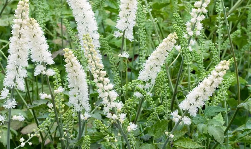 Garten-Oktober-Silberkerze 'Frau Herms'