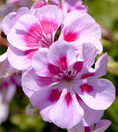 Winterschlaf für Geranien und Fuchsien