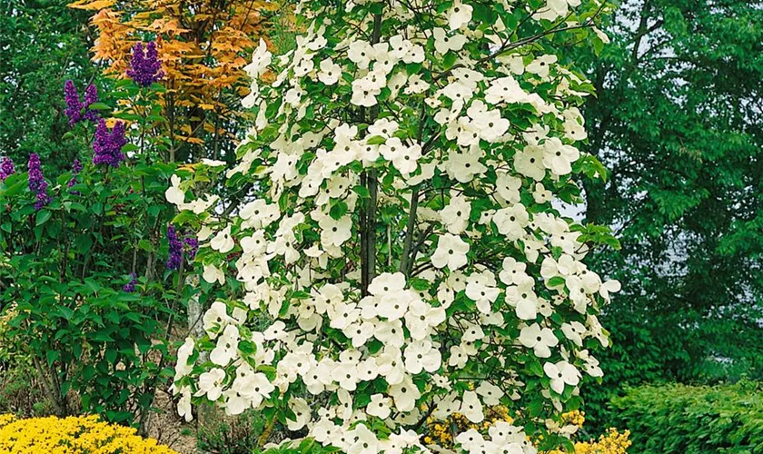 Amerikanischer Blumen-Hartriegel 'Eddie´s White Wonder'