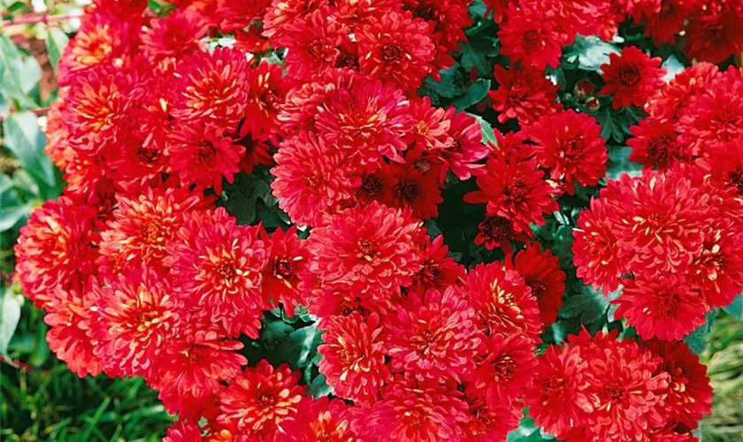 Chrysanthemum indicum 'Copper Nob'