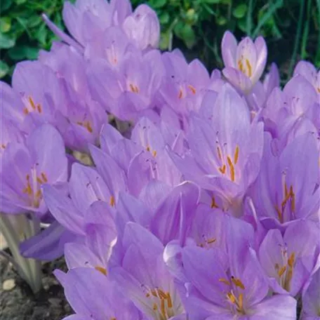 Colchicum x byzantinum