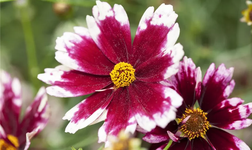 Garten-Mädchenauge 'Ruby Frost'