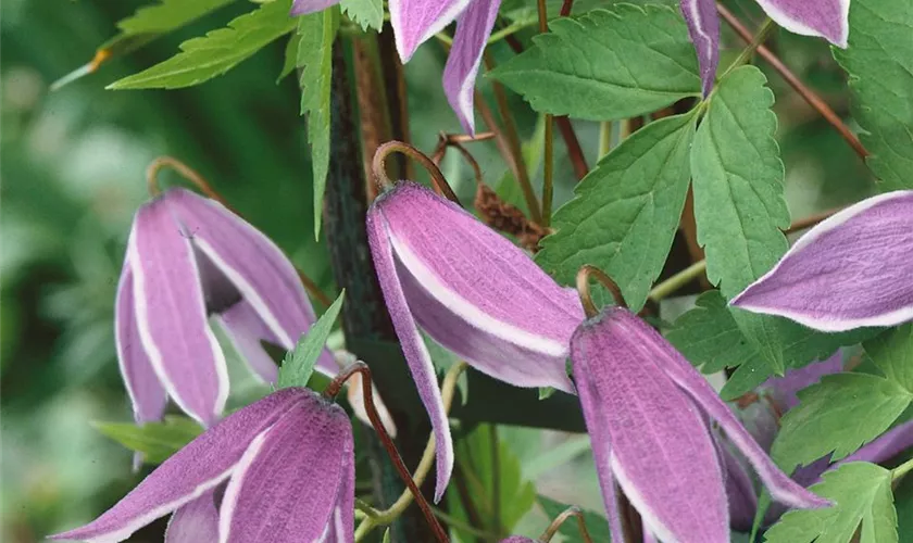 Alpen-Waldrebe 'Jacqueline du Pré'