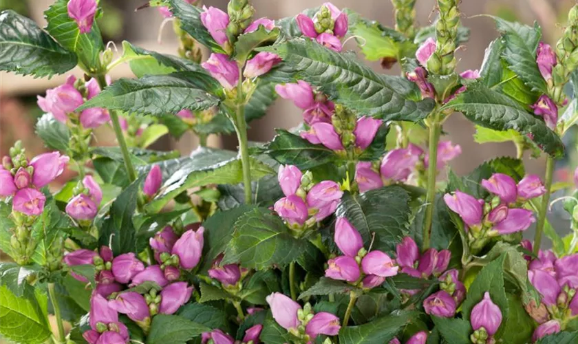 Chelone obliqua 'Zinnsoldat'