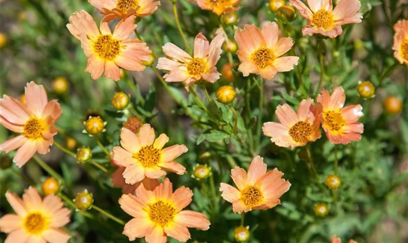 Garten-Mädchenauge 'Sweet Marmalade'