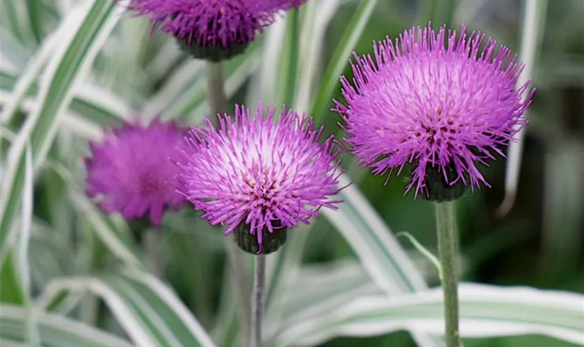 Verschiedenblättrige Kratzdistel 'Lilac Perfection'