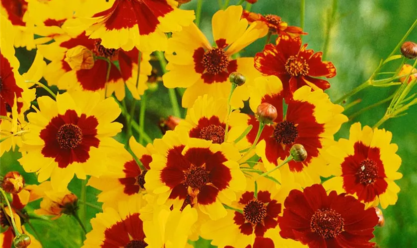 Coreopsis tinctoria