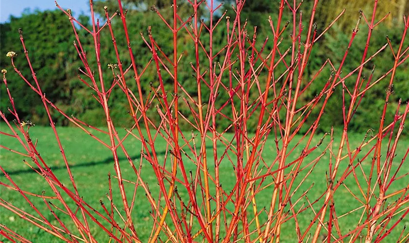 Roter Hartriegel 'Winter Beauty'