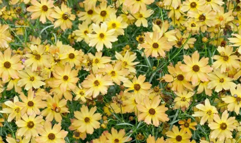 Coreopsis tripteris 'Pierre Bennerup'