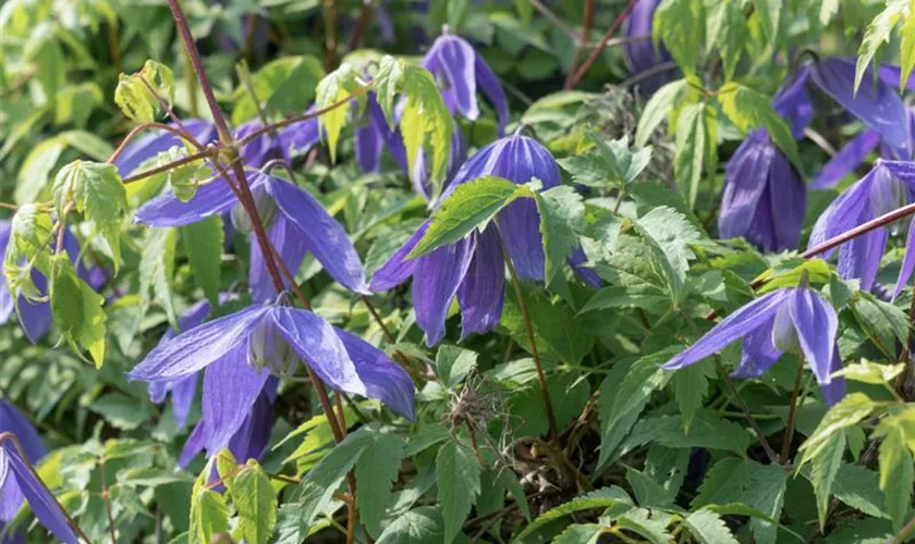 Alpen-Waldrebe 'Sparkling Star'