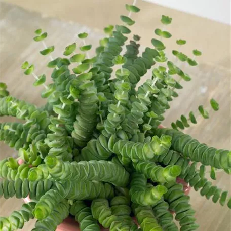 Crassula rupestris