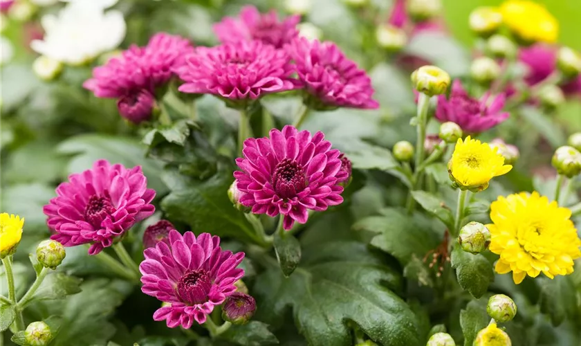 Winteraster 'Garden Mums'