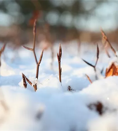 Den Garten winterfest machen