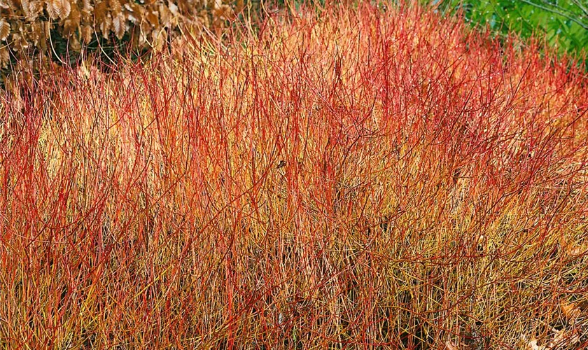 Cornus sericea 'Cardinal'