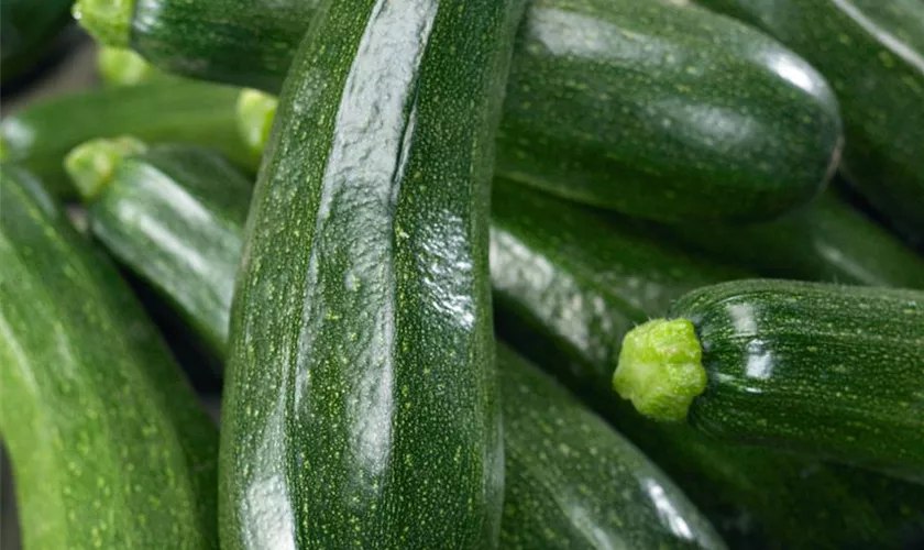 Zucchini 'Rhodos'