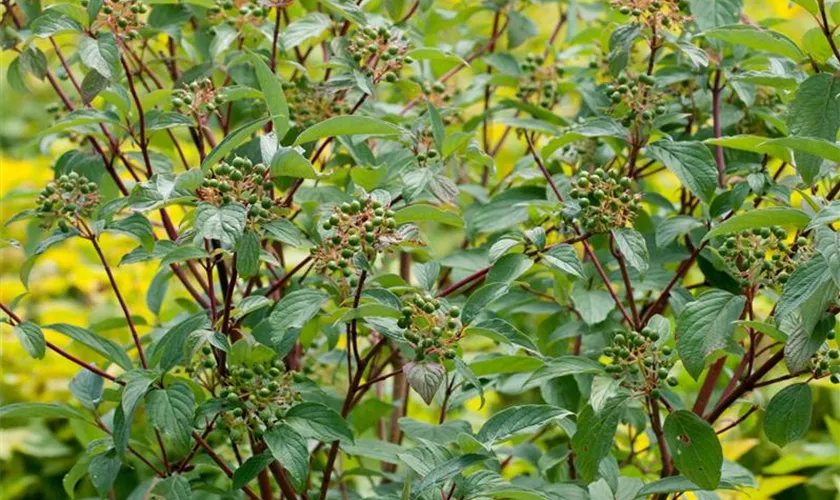 Cornus sericea 'Baileyi'