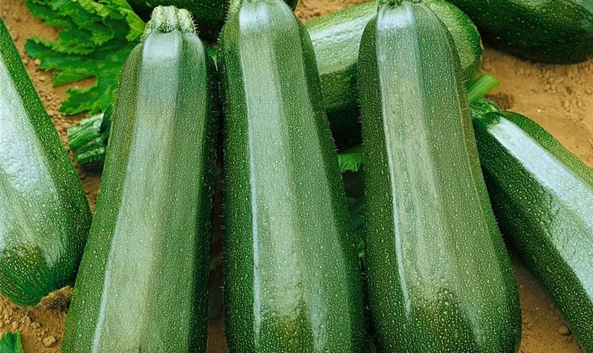 Kletterzucchini 'Black Forest F1'