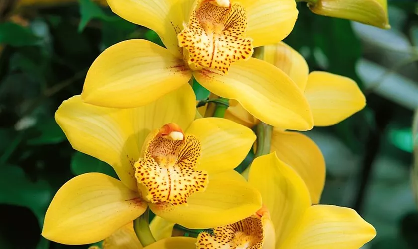 Cymbidium 'Sungold'