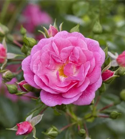 Historische Rosen – Schönheit mit einer langen Geschichte