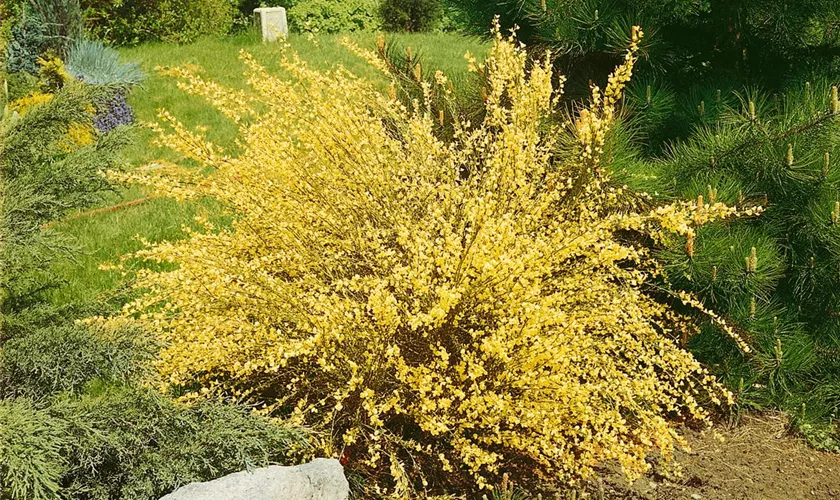 Cytisus x praecox 'Warminster'