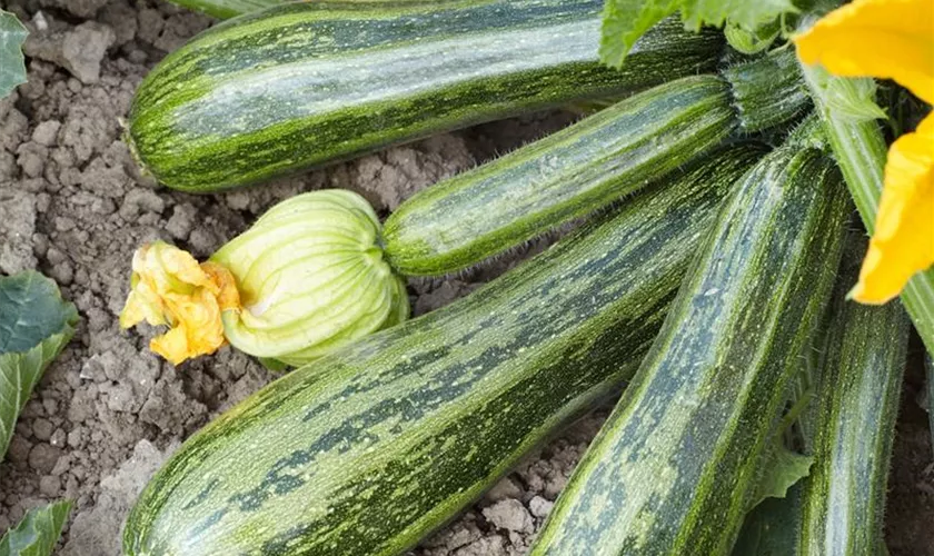 Zucchini 'Cocozelle von Tripolis'