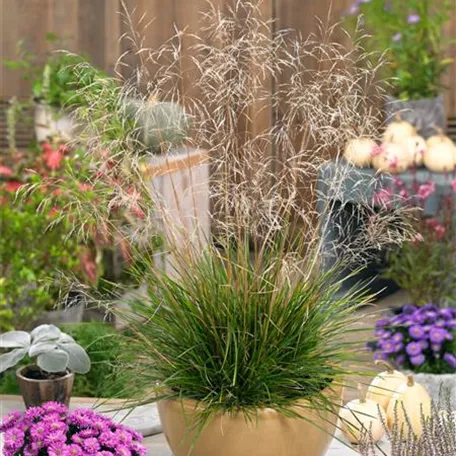 Deschampsia cespitosa 'Palava'