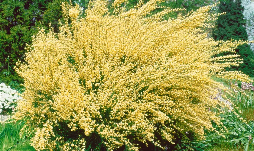 Cytisus x praecox 'Zitronenregen'