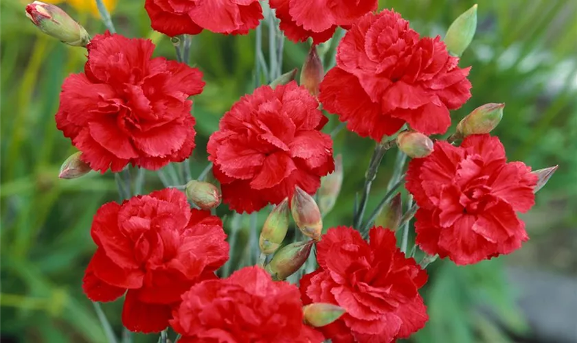 Dianthus plumarius 'David'