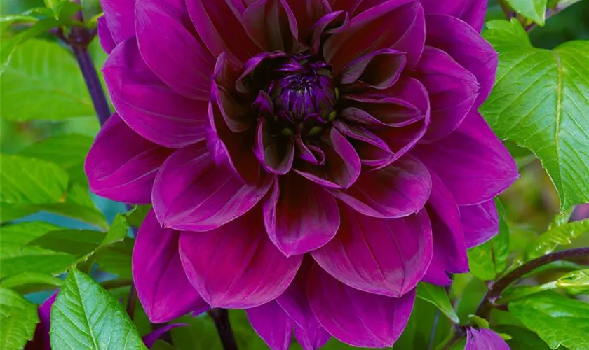 Dahlia 'Thomas Edison'