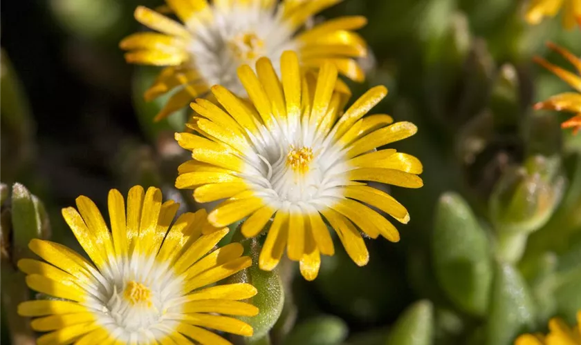 Garten-Mittagsblume 'Golden Nugget'