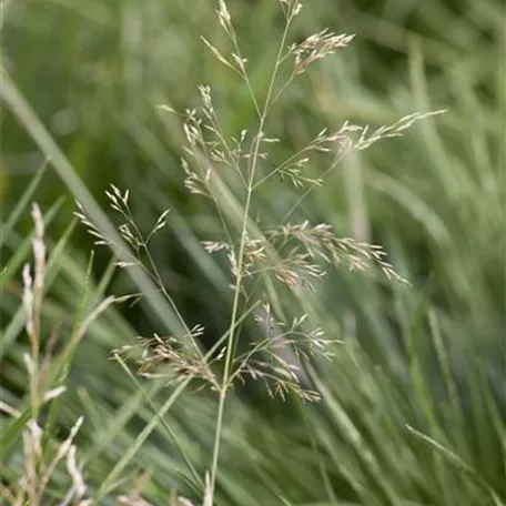 Deschampsia cespitosa 'Goldtau'