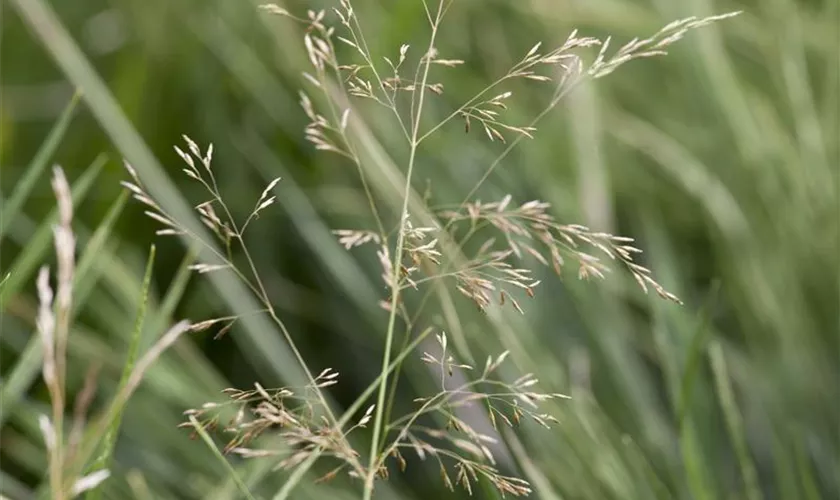 Späte Garten-Schmiele 'Tardiflora'