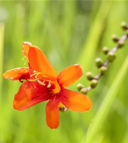 Das richtige Blumenbeet: eine Frage des Geschmacks