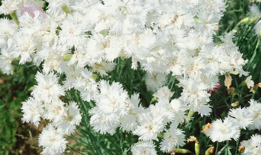 Dianthus plumarius 'Diamant'