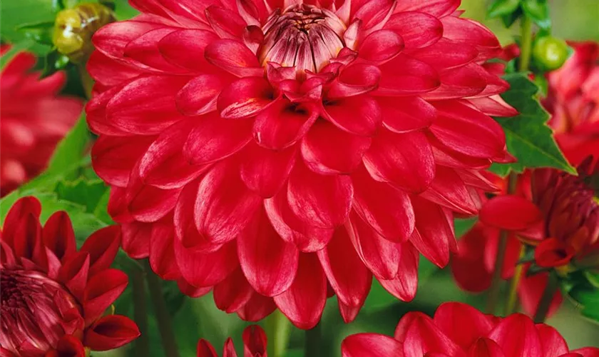 Dahlia 'Groovy'