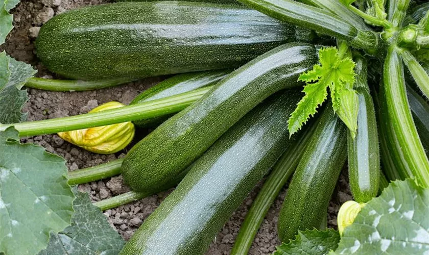 Zucchini 'Diamant F1'